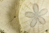 Two Fossil Sand Dollars (Scutella) - France #359697-1